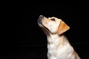 Portrait of a Labrador Retriever dog on an isolated black background. photo