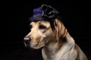 Close-up of a Labrador Retriever dog in a headdress. photo