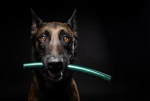 retrato de un perro pastor belga con un juguete en la boca, disparado sobre un fondo negro aislado. foto