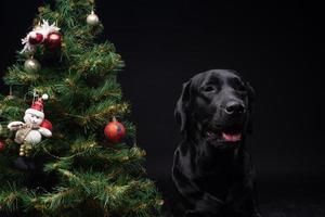 Portrait of a Labrador Retriever dog near the new year's green tree. photo