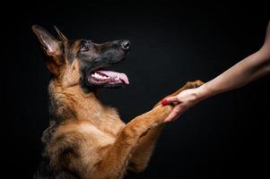 una mujer alimenta a un cachorro pastor alemán de su mano. foto