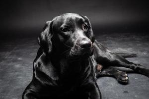 retrato de un perro labrador retriever sobre un fondo negro aislado. foto