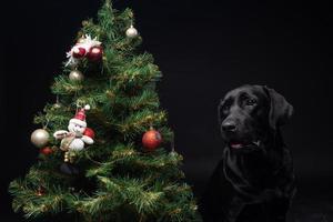 Portrait of a Labrador Retriever dog near the new year's green tree. photo