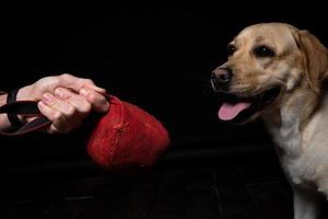 Close-up of a Labrador Retriever dog with a toy and the owner's hand. photo