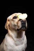 Portrait of a Labrador Retriever dog with a slice of Apple on its nose. photo