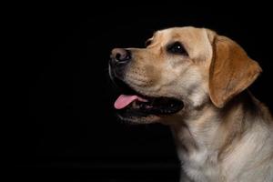 Portrait of a Labrador Retriever dog on an isolated black background. photo