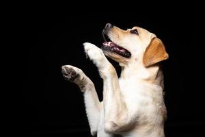 Portrait of a Labrador Retriever dog on an isolated black background. photo