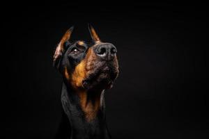 retrato de un perro doberman sobre un fondo negro aislado. foto