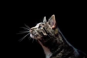 Thoroughbred adult cat, photographed in the Studio on a black background. photo