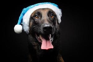 Portrait of a Shepherd dog in a Santa Claus hat, isolated on a black background.