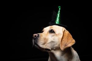 Close-up of a Labrador Retriever dog in a headdress. photo