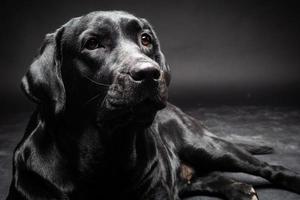 retrato de un perro labrador retriever sobre un fondo negro aislado. foto