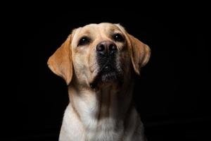 Portrait of a Labrador Retriever dog on an isolated black background. photo