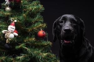 Portrait of a Labrador Retriever dog near the new year's green tree. photo