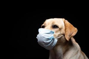 Close-up of a Labrador Retriever dog in a medical face mask. photo