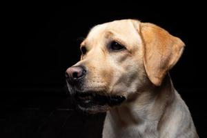 Portrait of a Labrador Retriever dog on an isolated black background. photo
