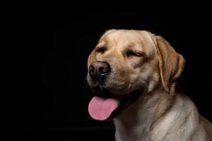 Portrait of a Labrador Retriever dog on an isolated black background. photo