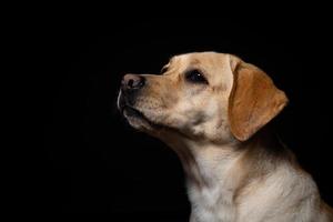 retrato de un perro labrador retriever sobre un fondo negro aislado. foto