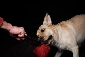 Close-up of a Labrador Retriever dog with a toy and the owner's hand. photo