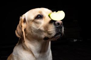 Portrait of a Labrador Retriever dog with a slice of Apple on its nose. photo