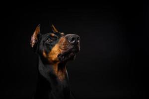 retrato de un perro doberman sobre un fondo negro aislado. foto