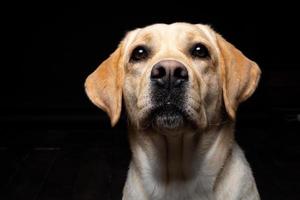 Portrait of a Labrador Retriever dog on an isolated black background. photo