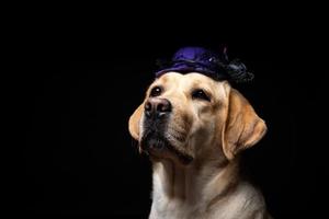 Close-up of a Labrador Retriever dog in a headdress. photo