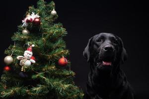 Portrait of a Labrador Retriever dog near the new year's green tree. photo