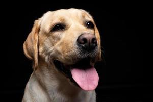 Portrait of a Labrador Retriever dog on an isolated black background. photo