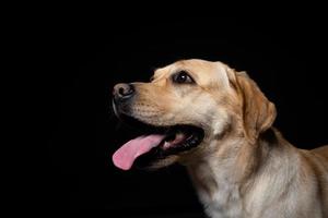 retrato de un perro labrador retriever sobre un fondo negro aislado. foto