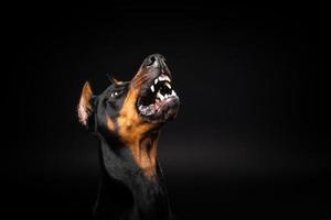 retrato de un perro doberman sobre un fondo negro aislado. foto