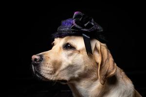 Close-up of a Labrador Retriever dog in a headdress. photo