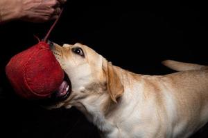 Close-up of a Labrador Retriever dog with a toy and the owner's hand. photo
