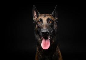 retrato de un perro pastor belga sobre un fondo negro aislado. foto