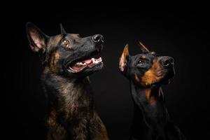 Portrait of a Belgian shepherd dog and a Doberman on an isolated black background. photo