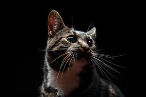 Thoroughbred adult cat, photographed in the Studio on a black background. photo