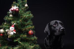 Portrait of a Labrador Retriever dog near the new year's green tree. photo