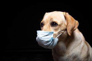 Close-up of a Labrador Retriever dog in a medical face mask. photo