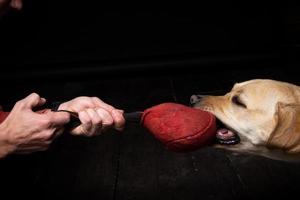 Close-up of a Labrador Retriever dog with a toy and the owner's hand. photo