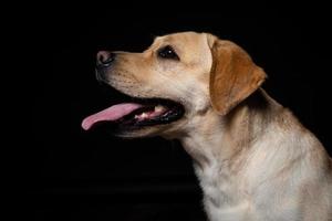 retrato de un perro labrador retriever sobre un fondo negro aislado. foto