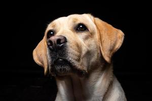 retrato de un perro labrador retriever sobre un fondo negro aislado. foto