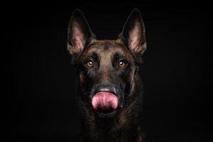 retrato de un perro pastor belga sobre un fondo negro aislado. foto