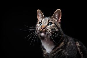 Thoroughbred adult cat, photographed in the Studio on a black background. photo