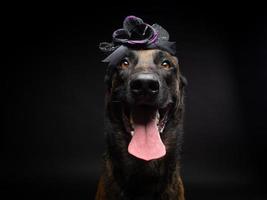 Portrait of a Belgian shepherd dog in a headdress. Carnival or Halloween. photo