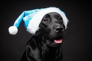 Portrait of a Labrador Retriever dog in a Santa hat, isolated on a black background. photo