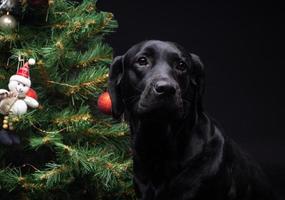 Portrait of a Labrador Retriever dog near the new year's green tree. photo