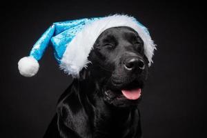 Portrait of a Labrador Retriever dog in a Santa hat, isolated on a black background. photo