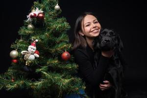 Portrait of a Labrador Retriever dog with its owner, near the new year's green tree. photo
