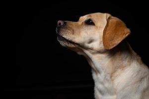 retrato de un perro labrador retriever sobre un fondo negro aislado. foto