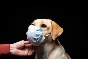 Close-up of a Labrador Retriever dog in a medical face mask. photo